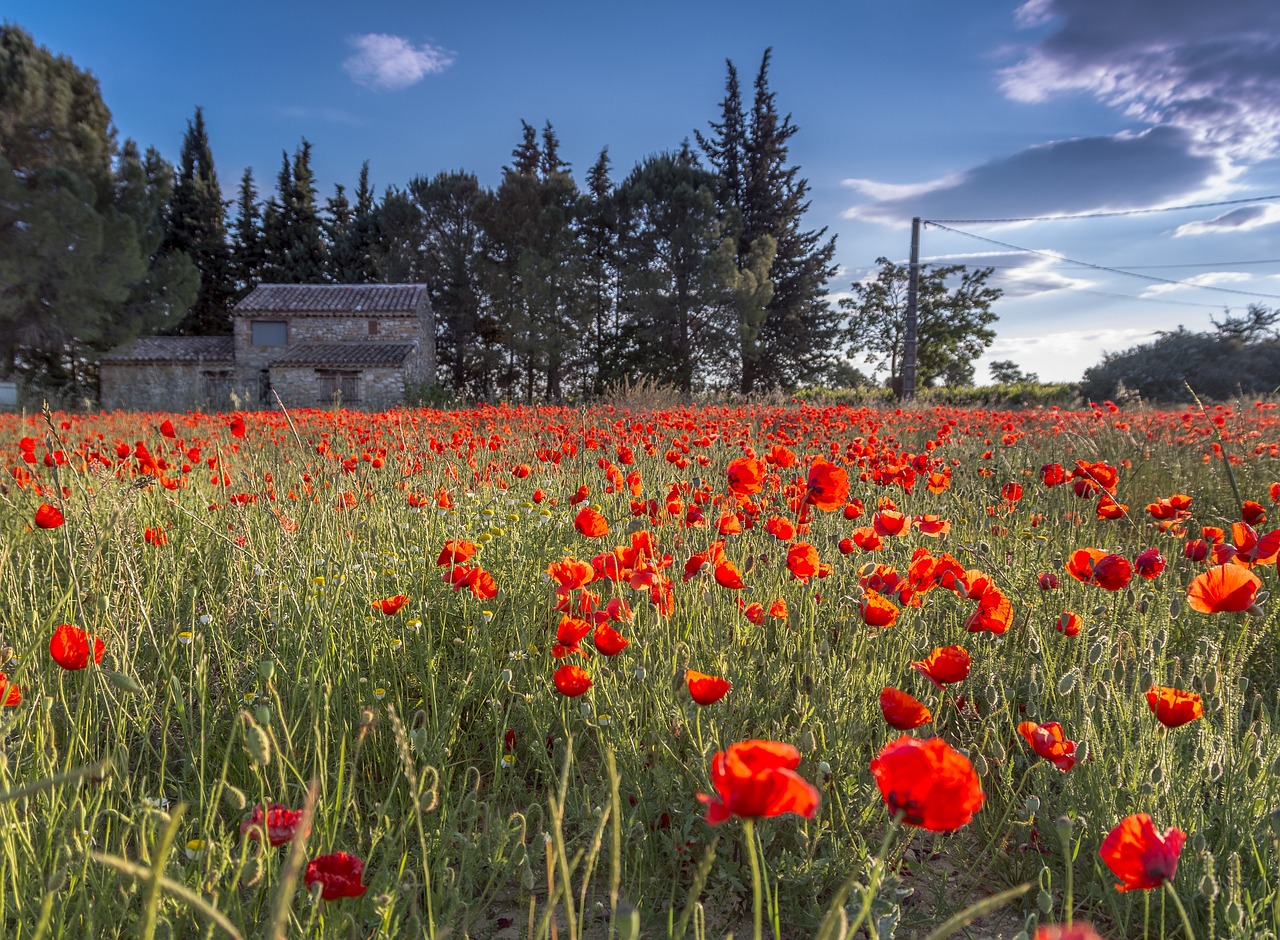 farm-959161_1280.jpg